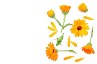 Calendula. Kopya alanı metniniz için beyaz zemin üzerine izole kadife çiçeği çiçek. Üstten görünüm. Düz yatıyordu desen
