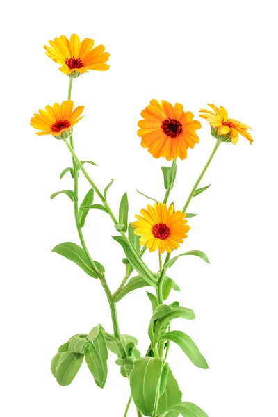 Bouquet of orange Calendula flowers Isolated on white background . — Stock Photo, Image