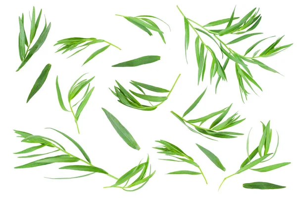 Taron veya Estragon beyaz bir arka planda izole. Artemisia dracunculus — Stok fotoğraf