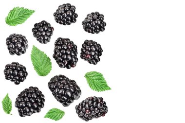 beyaz bir arka plan üzerinde izole yaprak ile böğürtlen. Metniniz için kopyalama alanı ile. Üst te. Düz yatıyordu