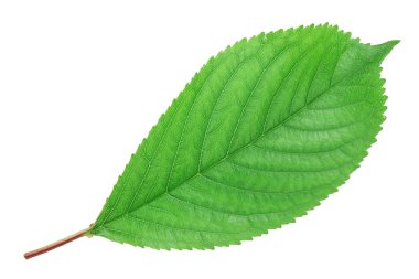 Beyaz arkaplanda kiraz yaprakları izole edildi