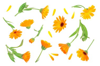 Calendula. Marigold çiçeği beyaz arka planda izole edilmiş. Üst Manzara. Düz uzanma deseni