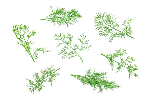 Fresh green dill isolated on white background. Top view. Flat lay — Stock Photo, Image