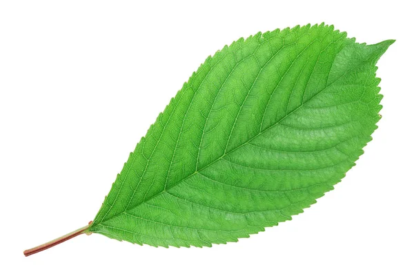 Folhas de cereja isoladas no fundo branco close-up — Fotografia de Stock