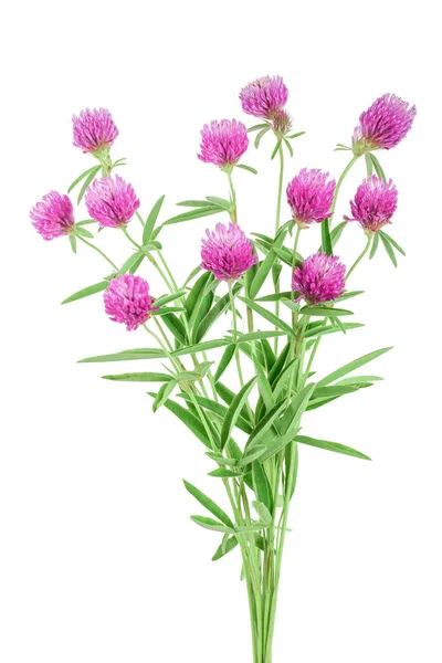 Klee oder Kleeblatt Blume Heilkräuter isoliert auf weißem Hintergrund — Stockfoto