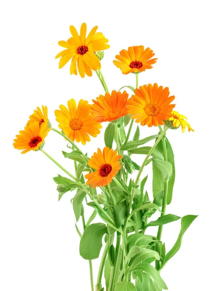 Bouquet of orange Calendula flowers Isolated on white background . — Stock Photo, Image