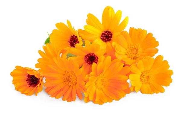 Bouquet of orange Calendula flowers Isolated on white background . — Stock Photo, Image