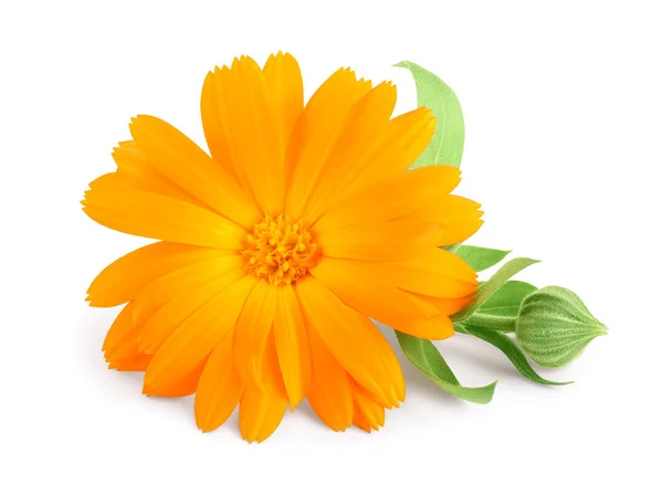 Calendula. Marigold flower with leaves isolated on white background — Stock Photo, Image