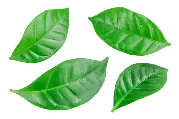 Zielona kawa liści na białym tle na białym tle. — Zdjęcie stockowe