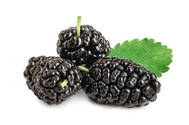 Beyaz arka plan üzerinde izole yaprak dut