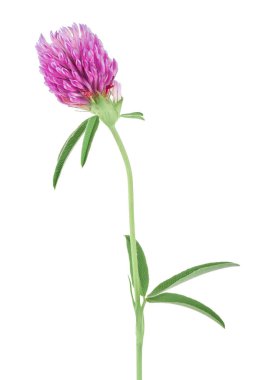 Yonca veya trefoil çiçek şifalı otlar beyaz arka plan üzerinde izole