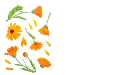 Calendula. Kopya alanı metniniz için beyaz zemin üzerine izole kadife çiçeği çiçek. Üstten görünüm. Düz yatıyordu desen