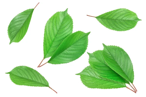 Hojas de cereza aisladas sobre fondo blanco — Foto de Stock