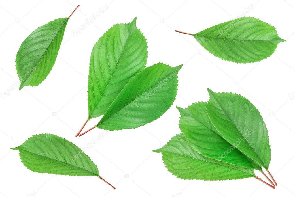 Cherry leaves isolated on white background closeup