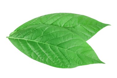 Beyaz arka planda izole edilmiş taze avokado yaprakları