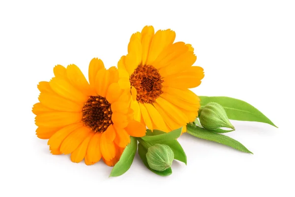 Het is Calendula. Goudsbloem met bladeren geïsoleerd op witte achtergrond — Stockfoto