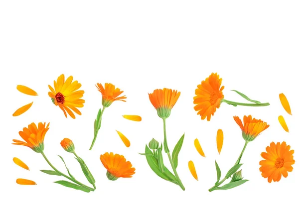 Calendula. Goudsbloem bloem geïsoleerd op een witte achtergrond met kopie ruimte voor uw tekst. Bovenaanzicht. Plat lag patroon — Stockfoto