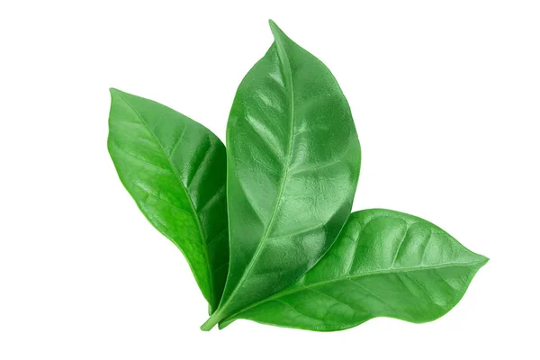 Green coffee leaves isolated on a white background. — Stock Photo, Image