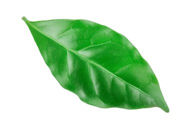 Beyaz bir arka plan üzerinde izole yeşil kahve yaprakları.