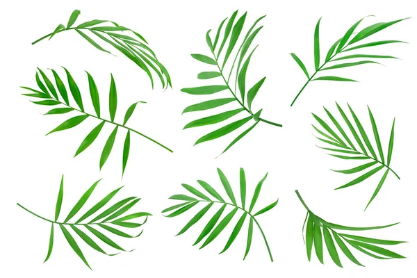 Πράσινα φύλλα φοίνικα απομονωμένα σε λευκό φόντο με μονοπάτι απόληξης — Φωτογραφία Αρχείου