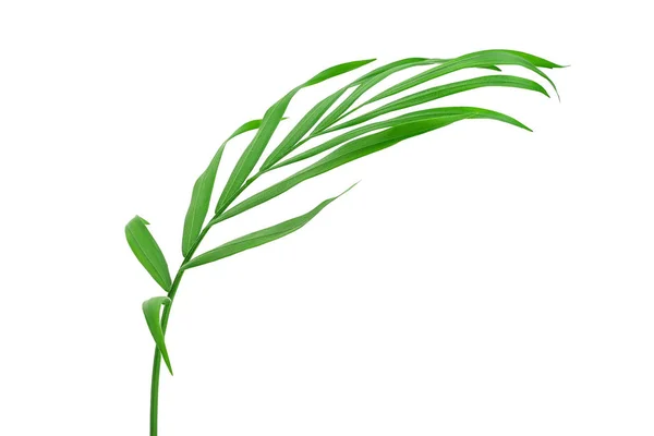 Zelené listy palmy izolované na bílém pozadí s výstřižkovou cestou — Stock fotografie