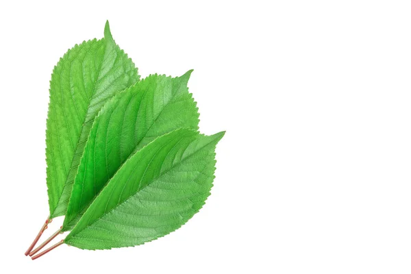 Hojas de cereza aisladas sobre fondo blanco —  Fotos de Stock