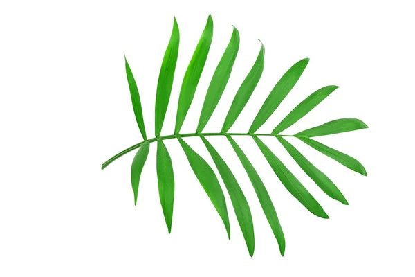 Hojas verdes de palmera aisladas sobre fondo blanco con camino de recorte — Foto de Stock