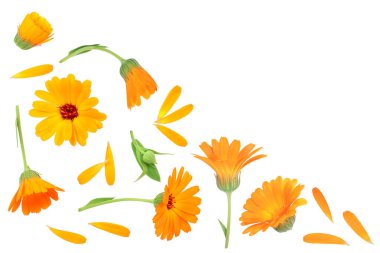 Calendula. Kopya alanı metniniz için beyaz zemin üzerine izole kadife çiçeği çiçek. Üstten görünüm. Düz yatıyordu desen