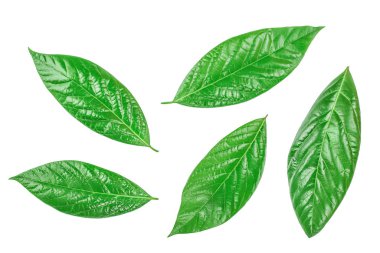 Beyaz arka planda izole edilmiş taze avokado yaprakları