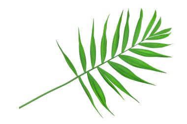 Beyaz arkaplanda kırpma yolu ile izole edilmiş yeşil palmiye yaprakları