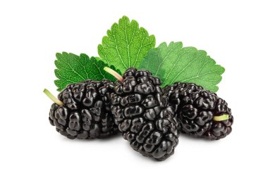 Beyaz arka plan üzerinde izole yaprak dut