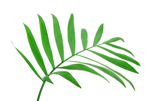 Green leaves of palm tree isolated on white background with clipping path — ストック写真