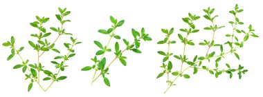 Taze kekik baharat beyaz arka plan izole, Üst görünüm. Düz yatıyordu.