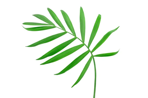 Folhas verdes de palmeira isolada no fundo branco com caminho de recorte — Fotografia de Stock