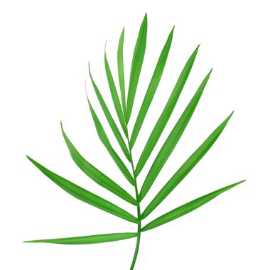 Beyaz arkaplanda kırpma yolu ile izole edilmiş yeşil palmiye yaprakları