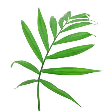 Beyaz arkaplanda kırpma yolu ile izole edilmiş yeşil palmiye yaprakları