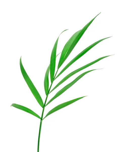 Foglie verdi di palma isolate su sfondo bianco con percorso di ritaglio — Foto Stock