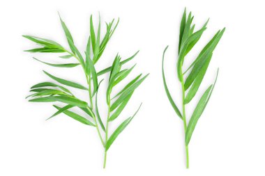 Taron veya Estragon beyaz bir arka planda izole. Artemisia dracunculus. Üst görünüm. Düz yatma