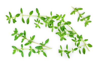 Taze kekik baharat beyaz arka plan izole, Üst görünüm. Düz yatıyordu.