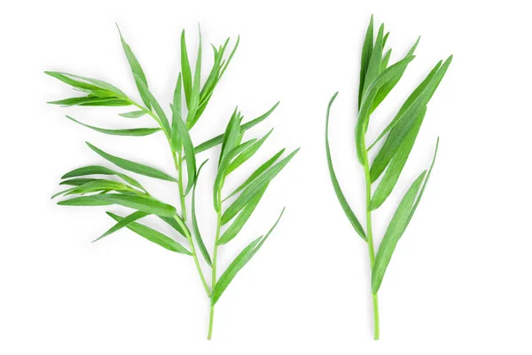Estragão ou estragão isolado sobre fundo branco. Artemisia dracunculus. Vista superior. Depósito plano — Fotografia de Stock