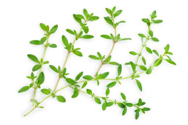 Taze kekik baharat beyaz arka plan izole, Üst görünüm. Düz yatıyordu.