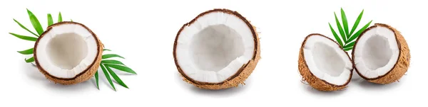 Kokosnöt med blad isolerade på vit bakgrund. Set eller uppsamling — Stockfoto