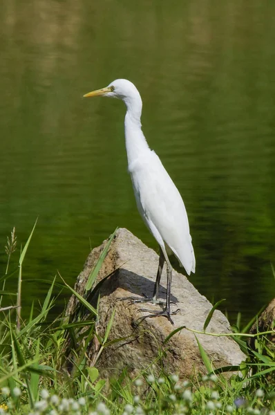 Büyük ak balıkçıl, ortak ak balıkçıl, büyük ak balıkçıl, büyük beyaz Heron - Ardea alba