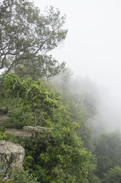 Foresta nella nebbia con foglie verdi — Foto Stock