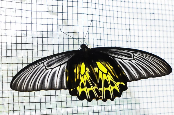 Closeup butterfly on net