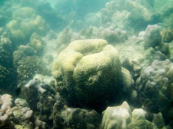 แนวปะการังในทะเลเขตร้อน — ภาพถ่ายสต็อก