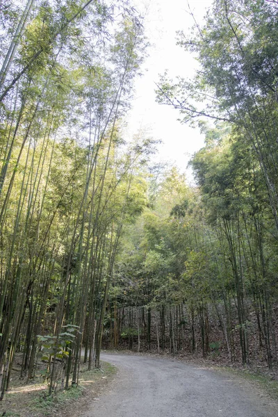 A passarela de estrada de bambu para o destino longo — Fotografia de Stock