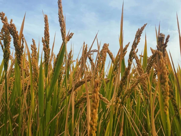 Зелене Пшеничне Поле Вранці — стокове фото
