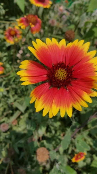 stock image beautiful flowers in the garden