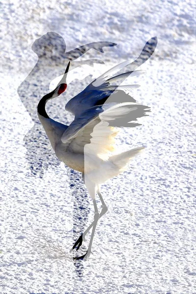 bird in the snow